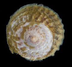 Trochita trochiformis