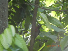 Melanerpes portoricensis