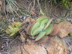 Kalanchoe luciae