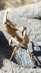 Phyllocrania paradoxa