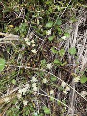 Kelleria dieffenbachii