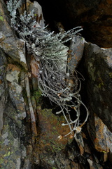 Syncarpha canescens tricolor