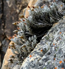 Syncarpha canescens tricolor