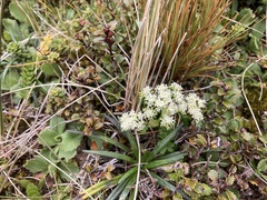 Anisotome aromatica
