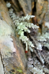 Syncarpha canescens tricolor