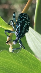 Chrysolopus spectabilis