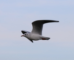 Chroicocephalus ridibundus