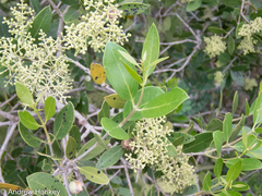 Olea capensis enervis