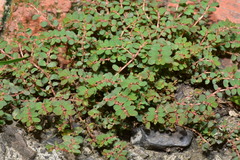 Euphorbia thymifolia