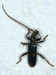 Atesta angasi