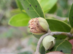 Olea capensis enervis