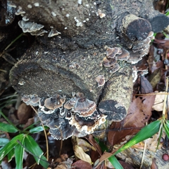 Trametes versicolor