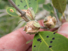 Olea capensis enervis