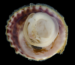 Trochita trochiformis