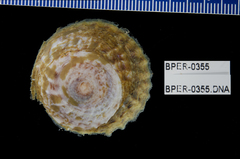 Trochita trochiformis