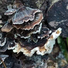 Trametes versicolor