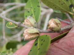 Olea capensis enervis