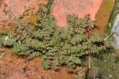 Euphorbia thymifolia