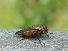 Isomyia