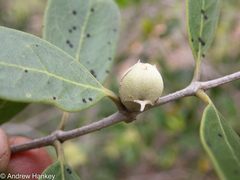 Olea capensis enervis