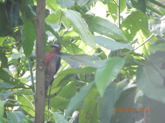 Melanerpes portoricensis