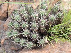 Euphorbia pulvinata