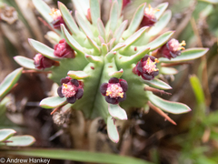 Euphorbia pulvinata