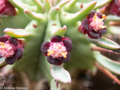 Euphorbia pulvinata