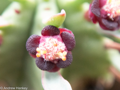 Euphorbia pulvinata