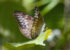 Tanaecia pelea