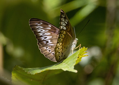 Tanaecia pelea
