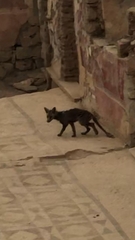 Vulpes vulpes anatolica