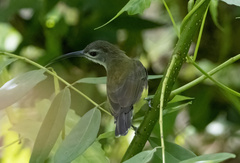 Arachnothera longirostra