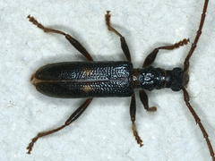 Atesta angasi