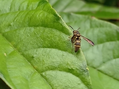 Stenodyneriellus guttulatus