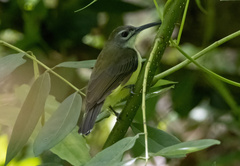 Arachnothera longirostra
