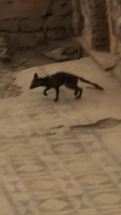 Vulpes vulpes anatolica