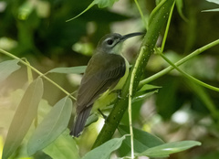 Arachnothera longirostra