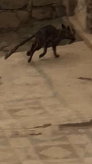 Vulpes vulpes anatolica