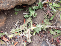 Orbea carnosa keithii