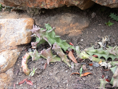 Orbea carnosa keithii