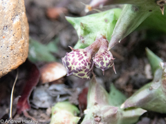Orbea carnosa keithii