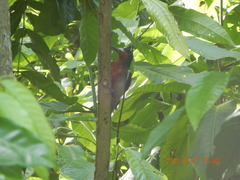 Melanerpes portoricensis