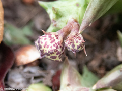 Orbea carnosa keithii