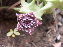 Orbea carnosa keithii