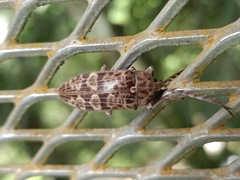 Eulichas subocellata