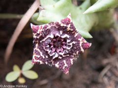 Orbea carnosa keithii