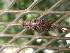 Eulichas subocellata