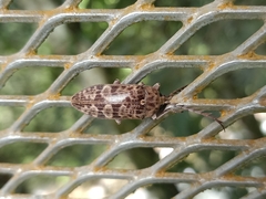 Eulichas subocellata