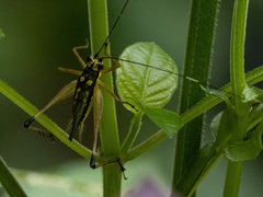 Nisitrus